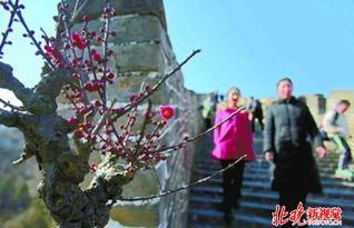 杏梅：坚韧之花， 寒冬中的佼佼者