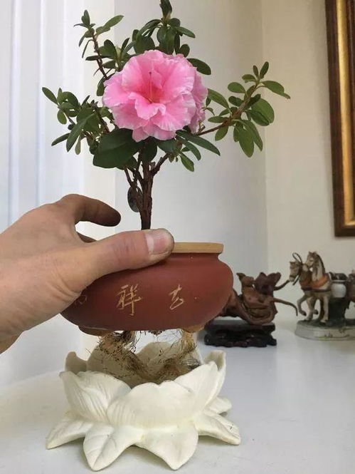 发财树换盆后如何浇水才能避免烂根