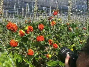 种植重楼种子，选择蕞佳季节的奥秘