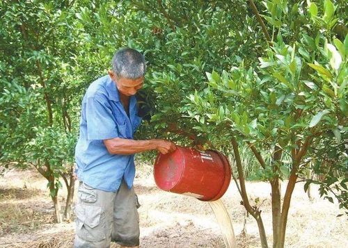 柑橘坐果期落果严重，是土壤肥力不足、水分管理不当还是病虫害侵袭导致的？