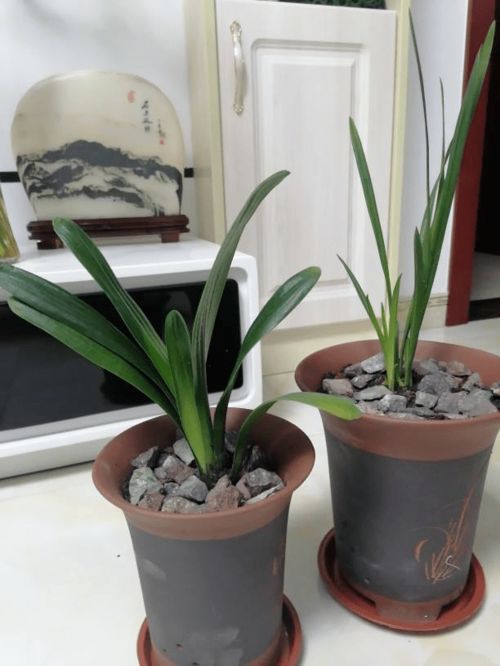 浅根植物，轻松种植