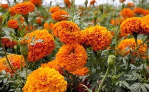 万寿菊：生命力旺盛， 花色繁多