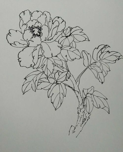 冬青树画法：勾勒轮廓