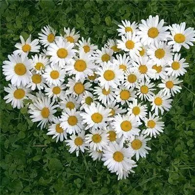 神仙水配方：鱼缸水+过期牛奶