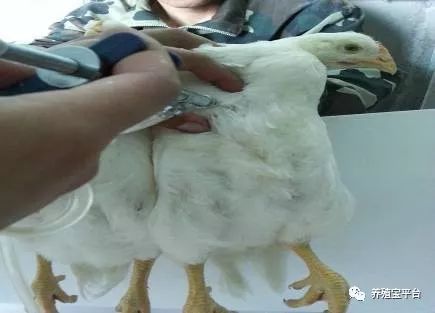 家禽疫苗与抗生素混合使用在畜牧养殖中的影响