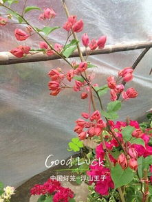 金边樱花， 波依斯玫瑰，红粉佳人