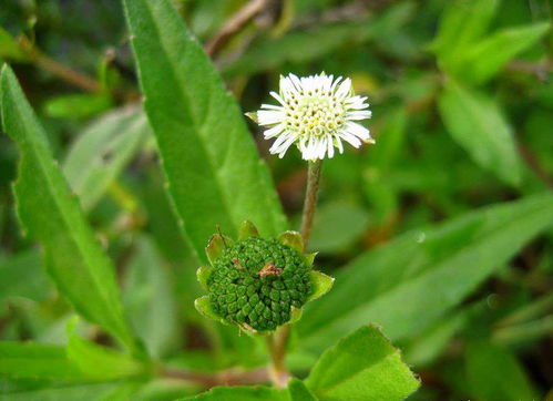 擘蓝：绿色实心球体