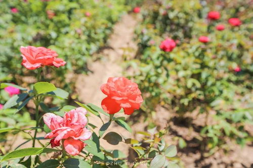 百亩月季，怎么施肥？