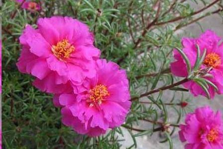 植物品种特性也会影响其生长状况