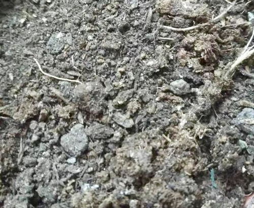 1. 松土大法要温柔