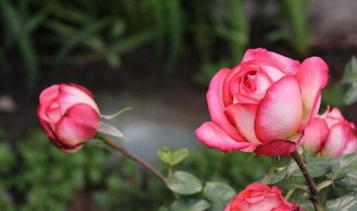 两种花卉的独特魅力