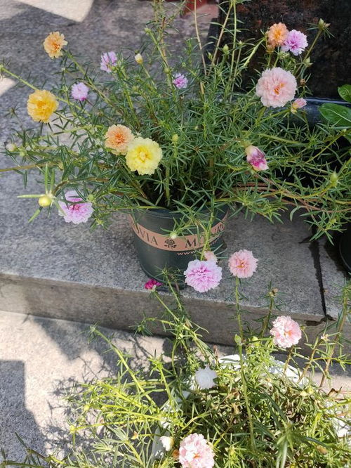 马鞭草， 花期长