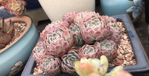 石竹梅色彩斑斓，为什么如此迷人