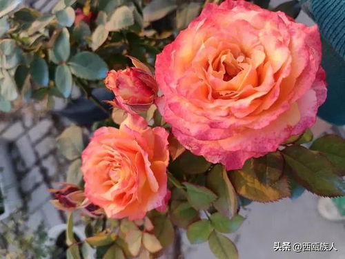 火灵鸟月季的花语与魅力