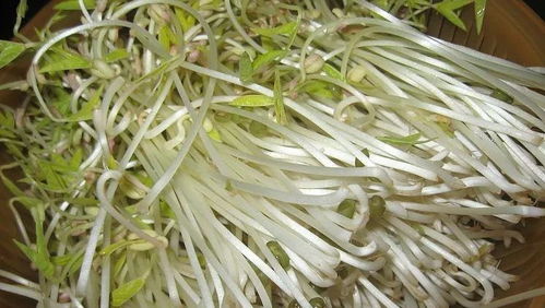 如何运用绿豆高产栽培技术，确保绿豆芽种植过程正确高效