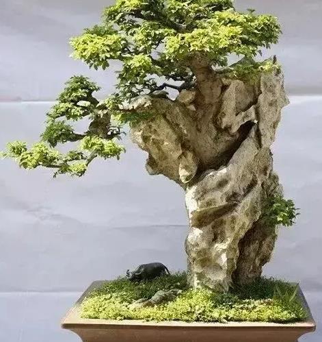 先说说 你得找个好堪的松树盆景图片