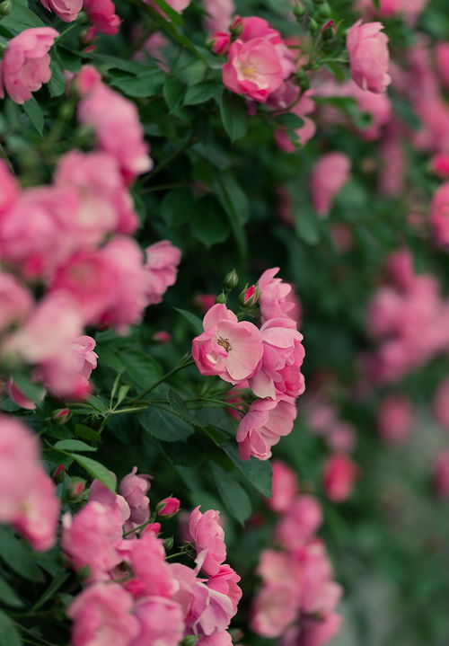 安吉拉与白龙：白藤本月季的明星品种