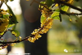 桂树：吉祥之兆的守护者