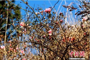 “还亮草花期3～5月，春日绽放