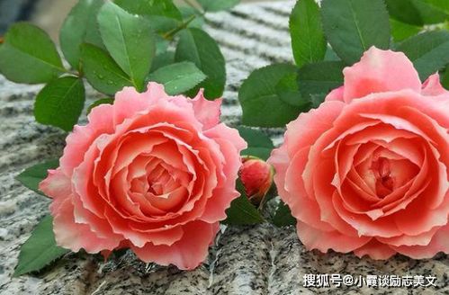 金华月季花象征爱情与坚韧，你知道它背后有哪些动人传说吗
