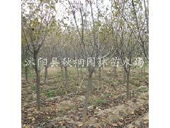 胸径这数， 用处可大了