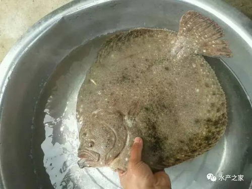 多宝鱼饲料中富含哪些营养成分，它们主要吃什么食物来保证营养均衡呢？