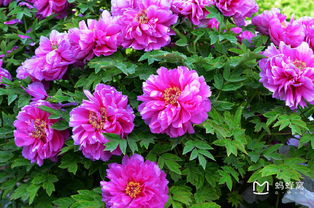 种植牡丹的施肥技巧揭秘