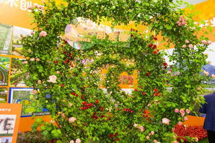 花非花， 美不胜收