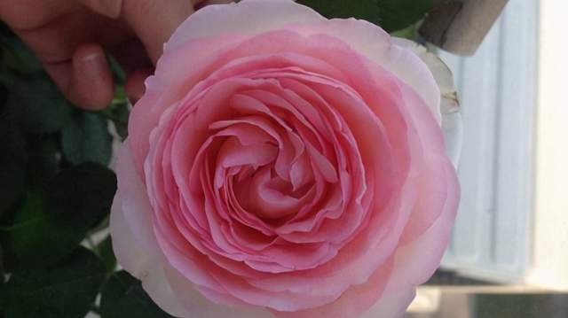 月季的养护心得