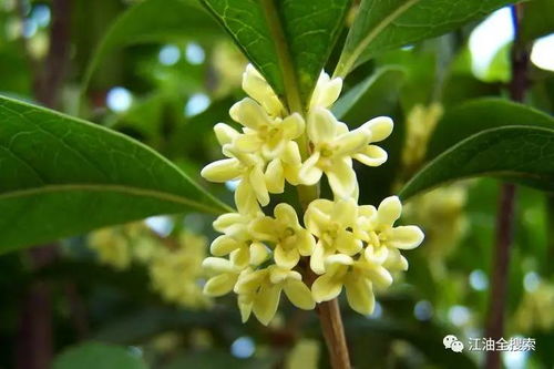 桂花的生长限制