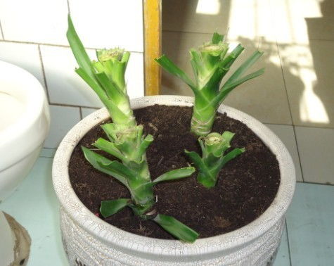 分叉黄金法则，你记住了吗？