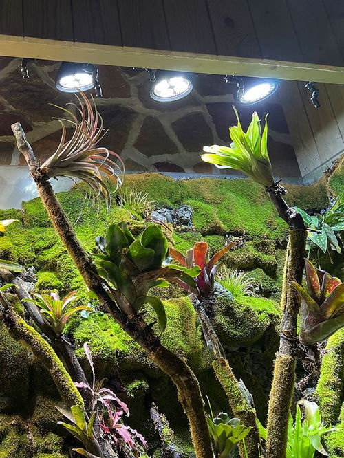 植物生长需要光照，市面上有多种灯具可以模拟阳光