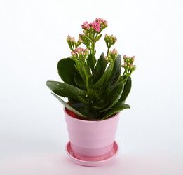 实现高营收， 得有规划