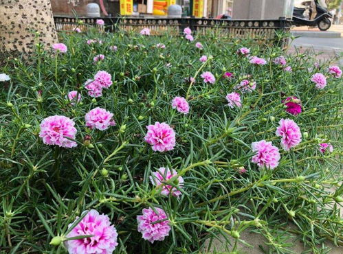 懒人版流程，轻松撒播