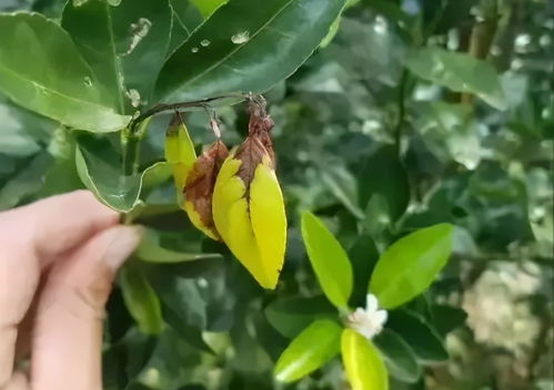 杀菌剂大集合，哪个是你的菜？