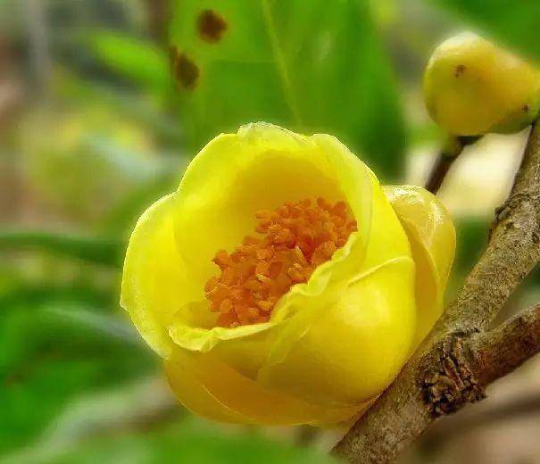 金花茶干叶原因揭秘，爆款花卉养护攻略