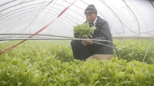 茼蒿功效多，你了解吗