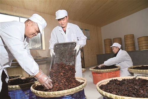 猫眼玉竹种植要点有哪些？如何确保其健康生长