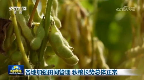 桔梗高效田间管理技巧，提升产量与品质的秘诀！
