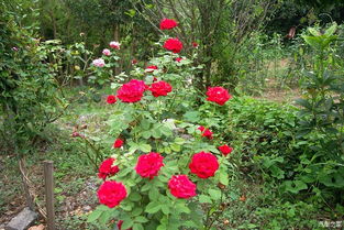 月季病虫害严重， 专家授课助力金秋绽放