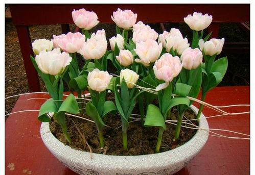 郁金香：春天的使者