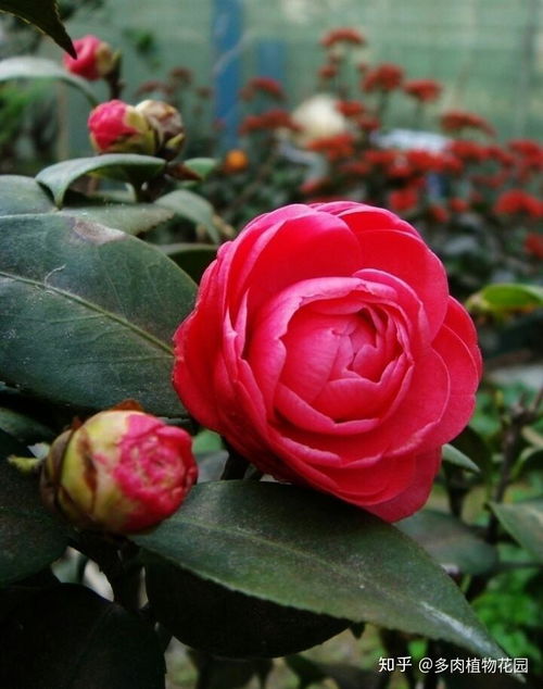 山茶花蕾去哪了？