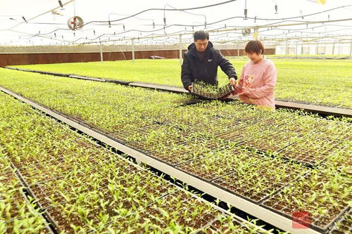 智嫩育苗箱，科技助力