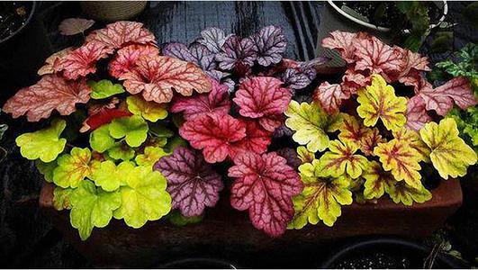 四、万寿菊：冬季的阳光