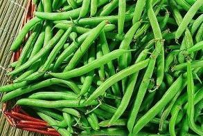 四季豆在哪个季节口感更佳，全年都能吃吗