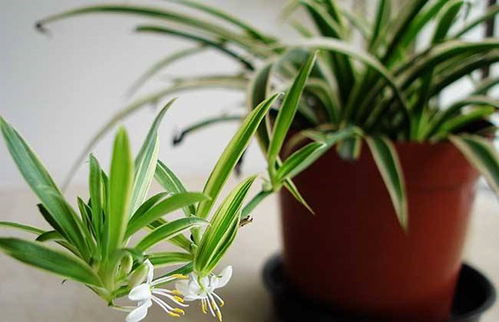 吊兰和蜘蛛兰，耐旱小嫩手