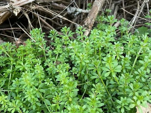 白蒿菜的外观特点
