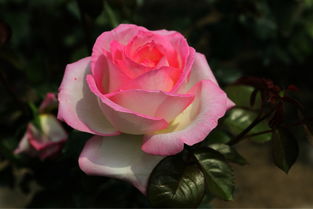 闻一闻，香不香是关键