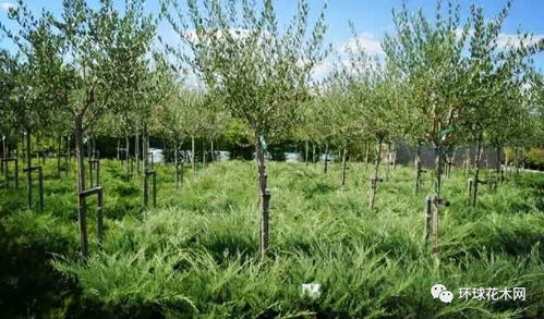 汇总欧洲苗圃值得借鉴的好方法