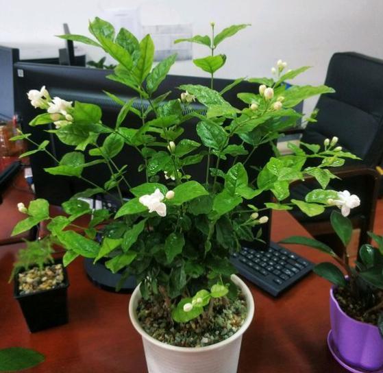 盆栽玉兰花如何正确养护，才能保证其年年开花且花朵鲜艳